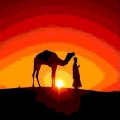 camelo_e_arabe