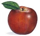 maca