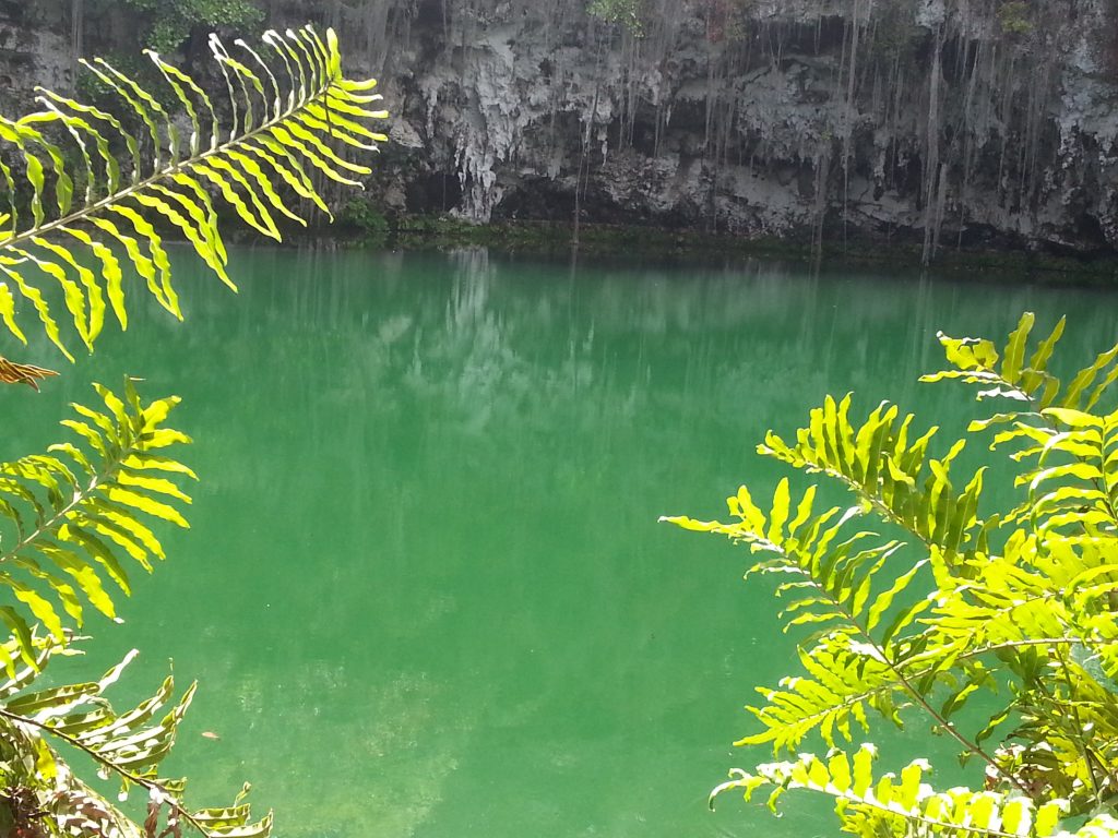 Um lago com algumas folhas, próximo a uma caverna