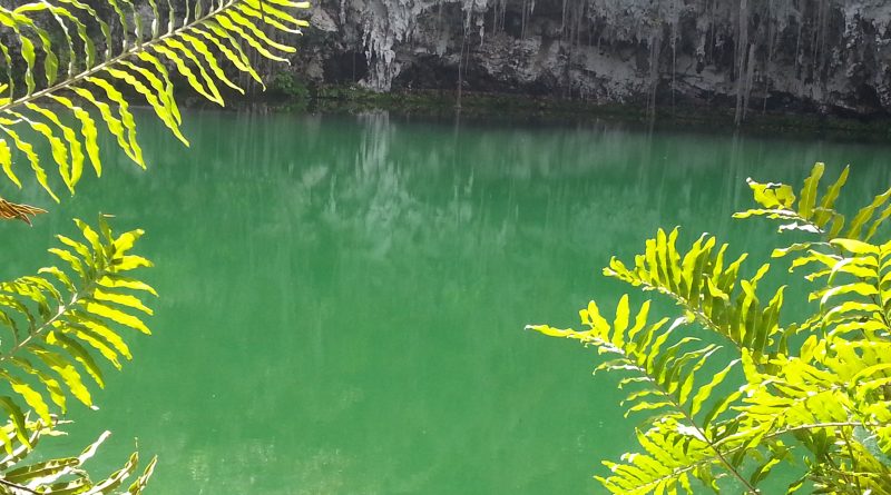 Um lago com algumas folhas, próximo a uma caverna