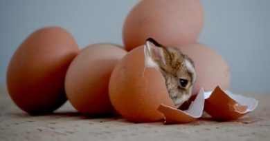 Coelho saindo de um ovo. Páscoa é Renascer, é Vida Nova! É Passagem