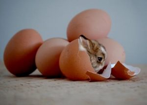 Coelho saindo de um ovo. Páscoa é Renascer, é Vida Nova! É Passagem